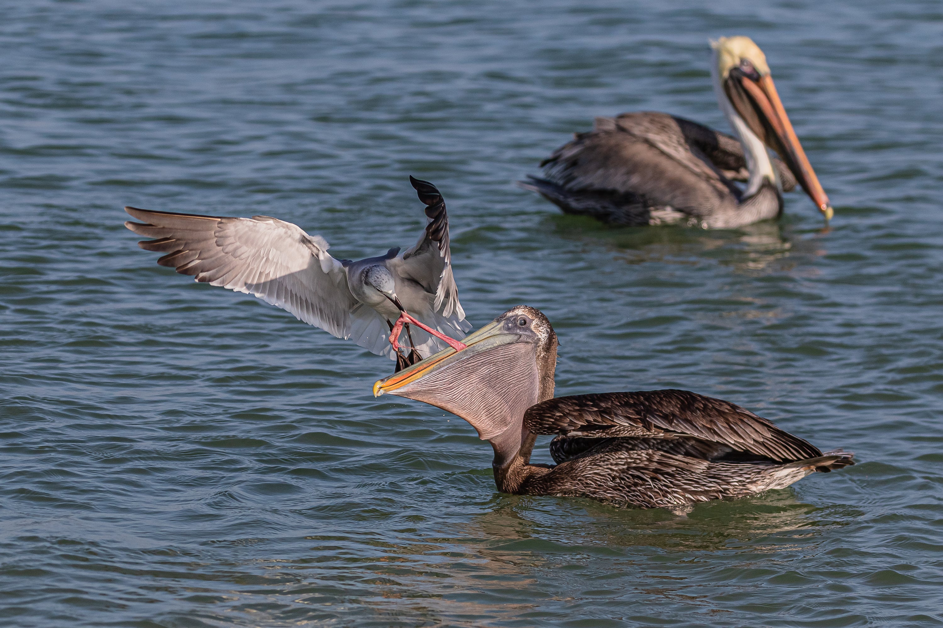 Brown Pelican
